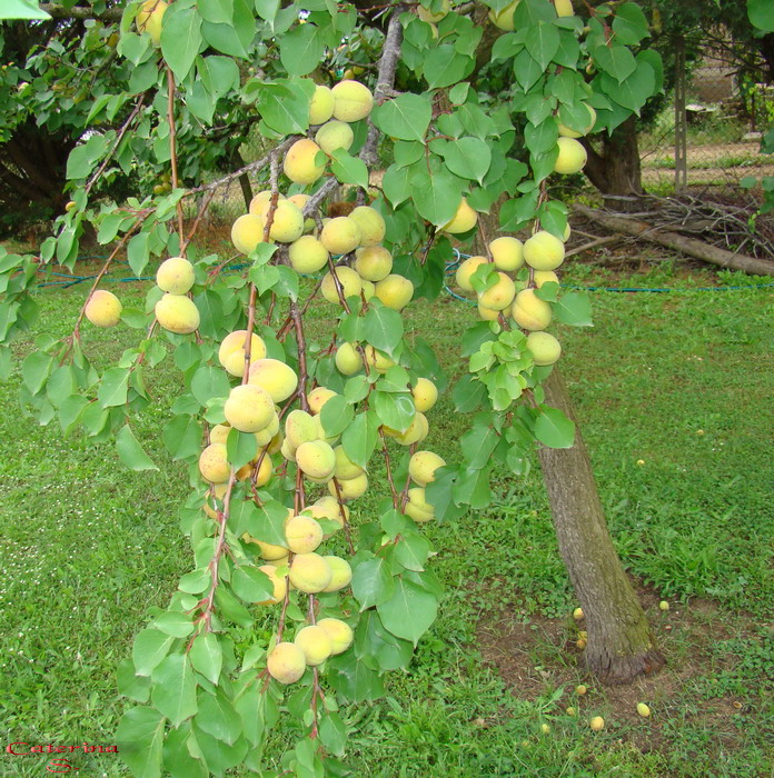 Sviluppo vegetale dell'' albicocco Prunus armeniaca